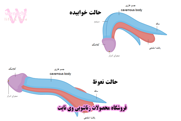 عکس آلت تناسلی مردان - عکس کیر